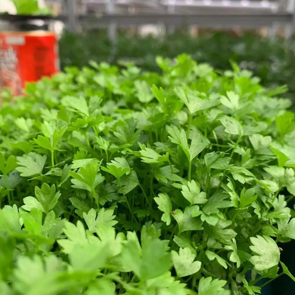 tanaman hidroponik cepat panen Instagram ; pixabay © 2021 brilio.net