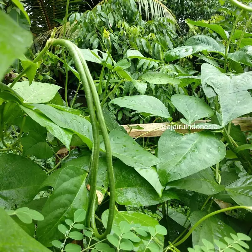 tanaman hidroponik cepat panen Instagram ; pixabay © 2021 brilio.net