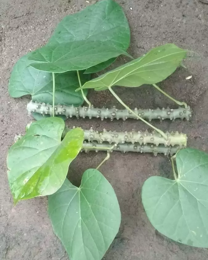 Tanaman obat dari batang Instagram ; freepik © 2021 brilio.net Tanaman obat dari batang Instagram ; freepik © 2021 brilio.net