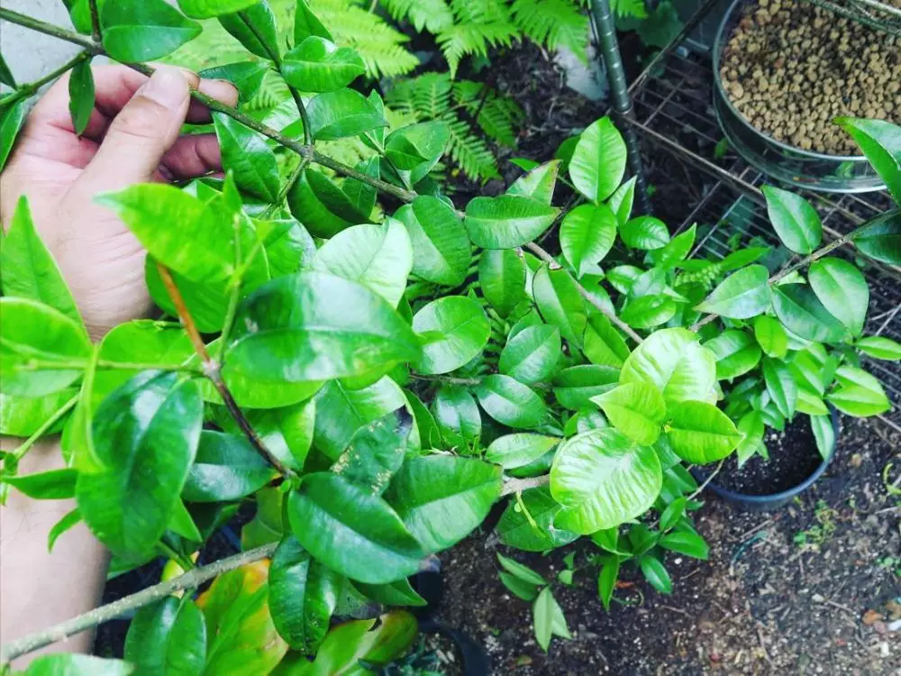 Tanaman obat dari batang Instagram ; freepik © 2021 brilio.net Tanaman obat dari batang Instagram ; freepik © 2021 brilio.net