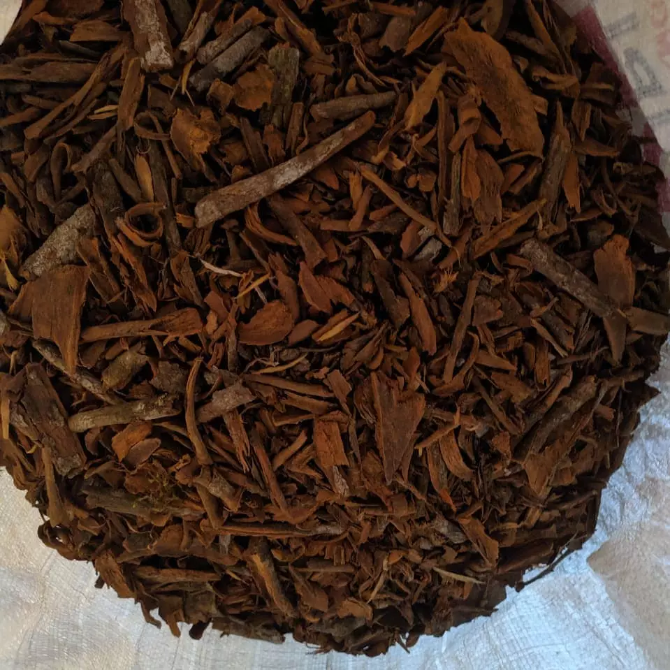 Tanaman obat dari batang Instagram ; freepik © 2021 brilio.net Tanaman obat dari batang Instagram ; freepik © 2021 brilio.net