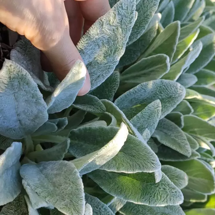 tanaman hias daun berbulu © Instagram tanaman hias daun berbulu © Instagram