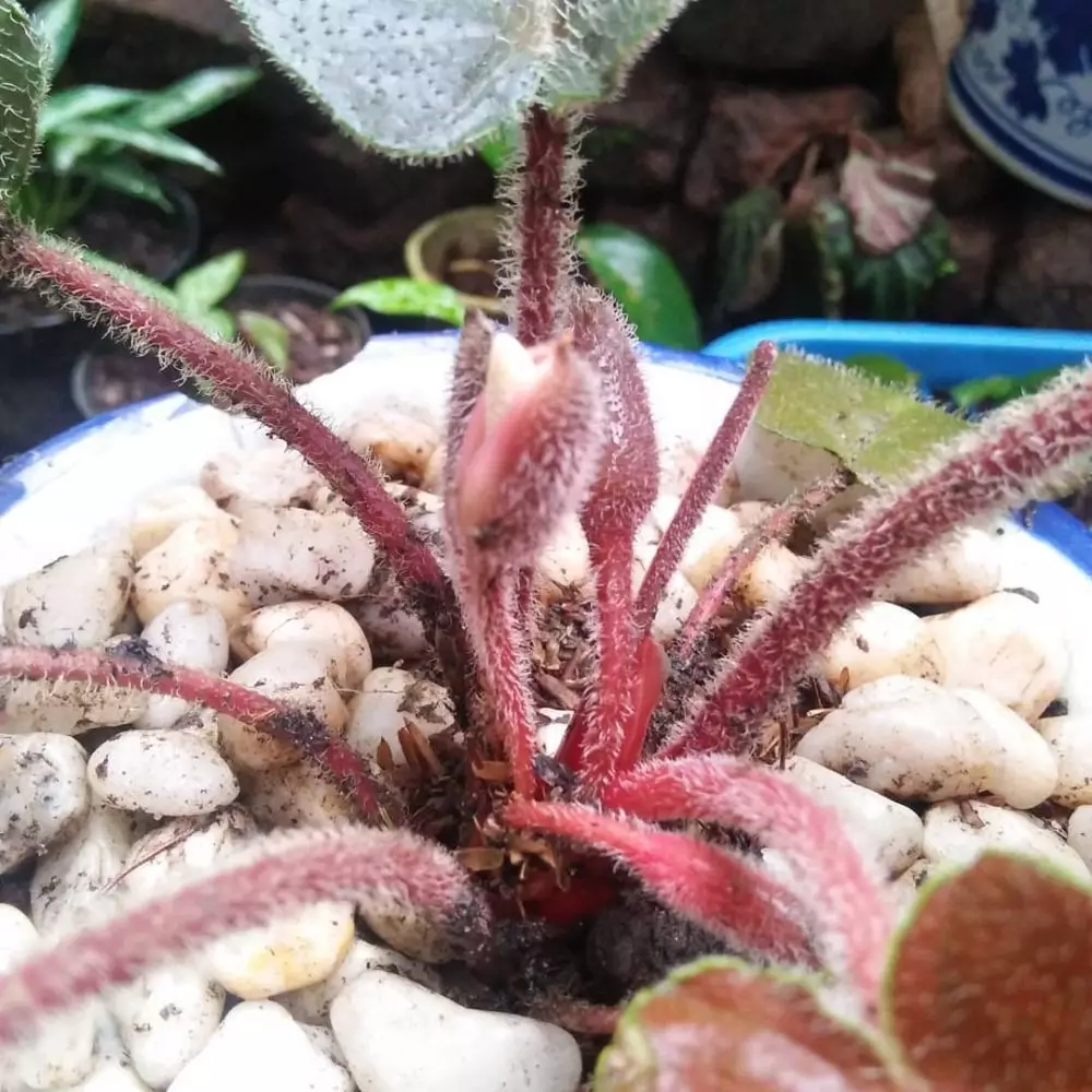 tanaman hias daun berbulu © Instagram tanaman hias daun berbulu © Instagram