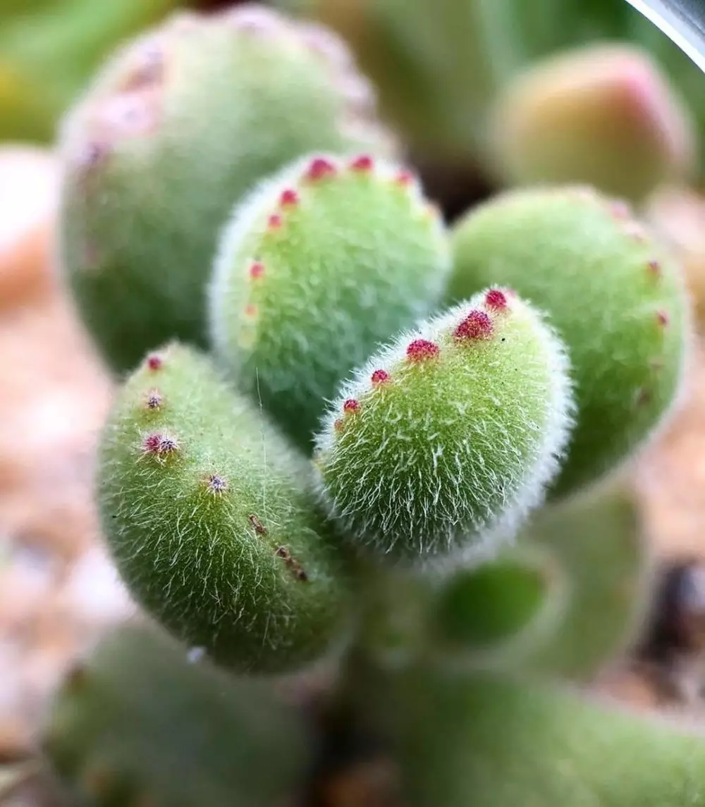 tanaman hias daun berbulu © Instagram tanaman hias daun berbulu © Instagram