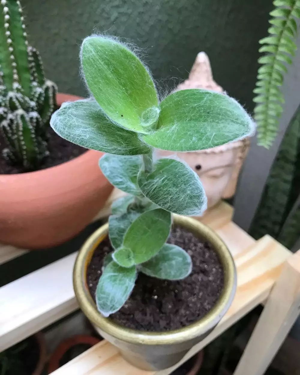 tanaman hias daun berbulu © Instagram tanaman hias daun berbulu © Instagram