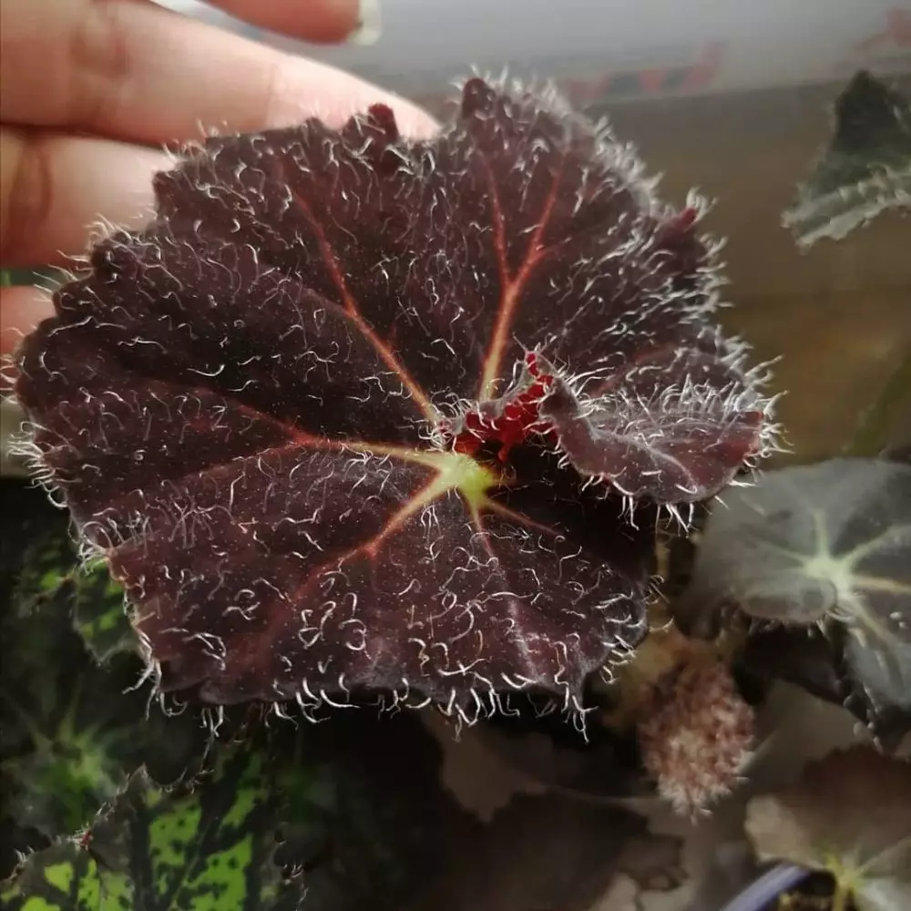 tanaman hias daun berbulu © Instagram tanaman hias daun berbulu © Instagram