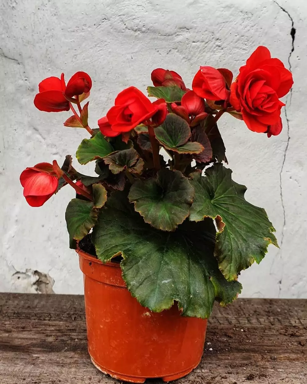 tanaman hias daun berbulu © Instagram tanaman hias daun berbulu © Instagram