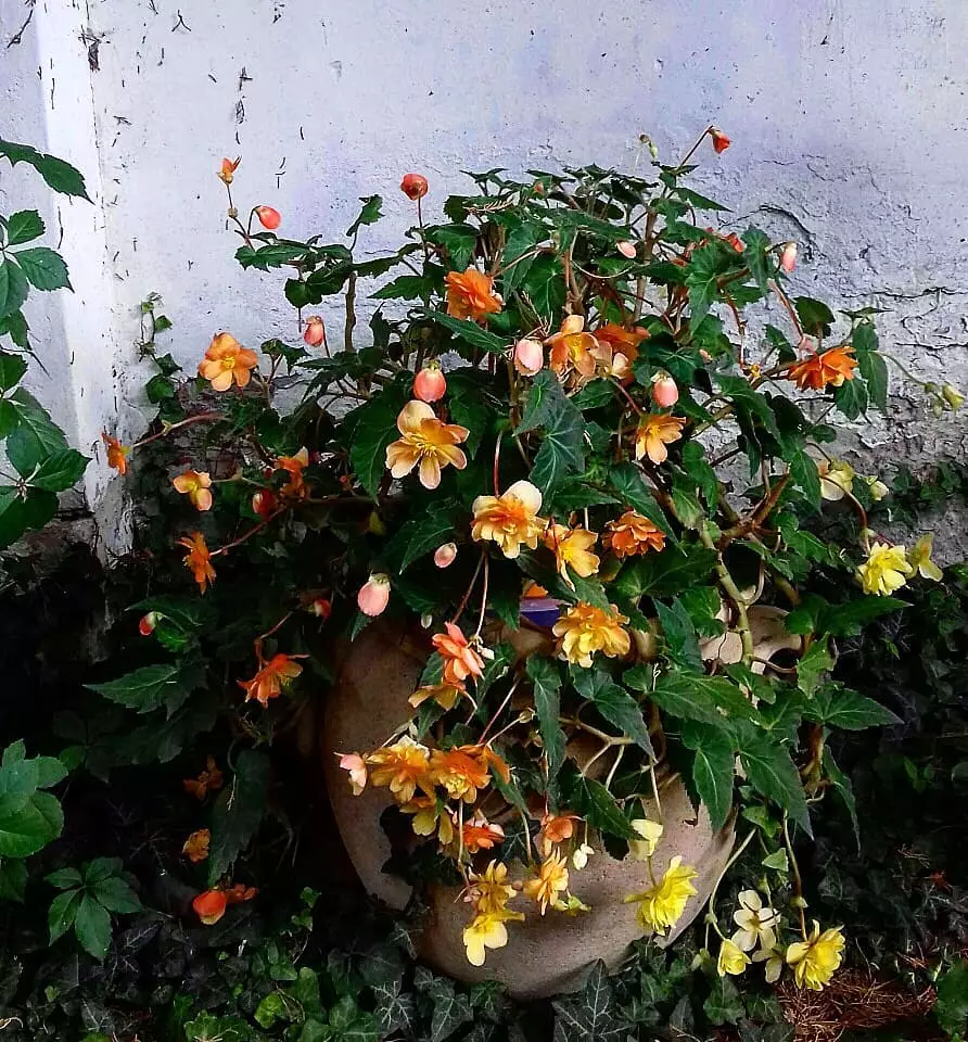 tanaman hias daun berbulu © Instagram tanaman hias daun berbulu © Instagram