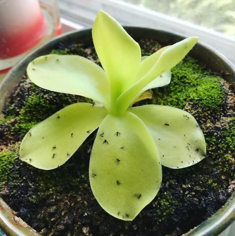 tanaman hias daun berbulu © Instagram tanaman hias daun berbulu © Instagram