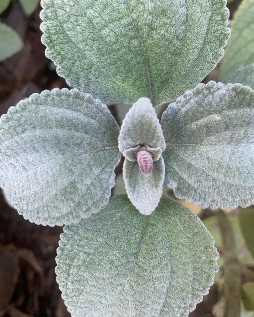 tanaman hias daun berbulu © Instagram tanaman hias daun berbulu © Instagram