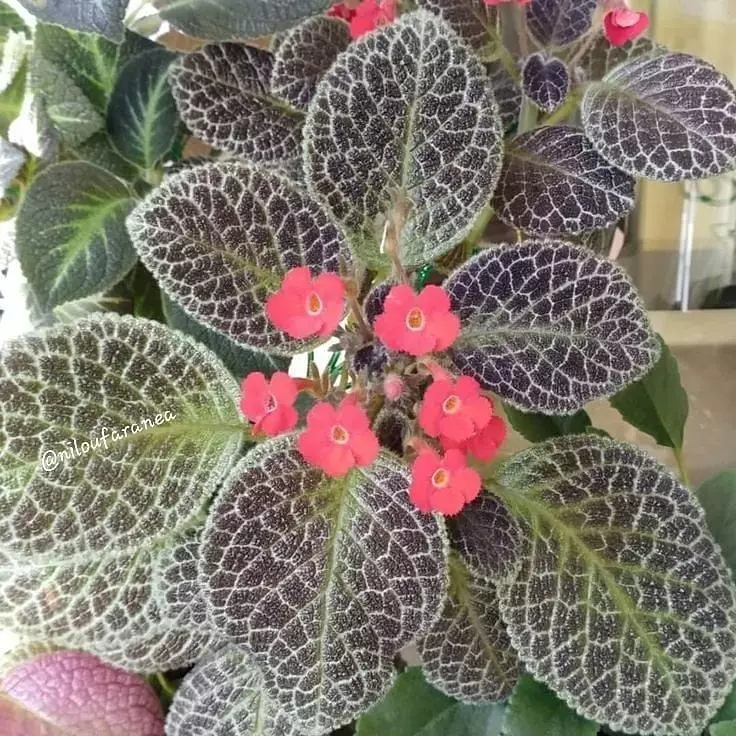 tanaman hias daun berbulu © Instagram tanaman hias daun berbulu © Instagram