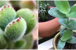 10 Tanaman hias daun berbulu, unik, cantik, dan menarik