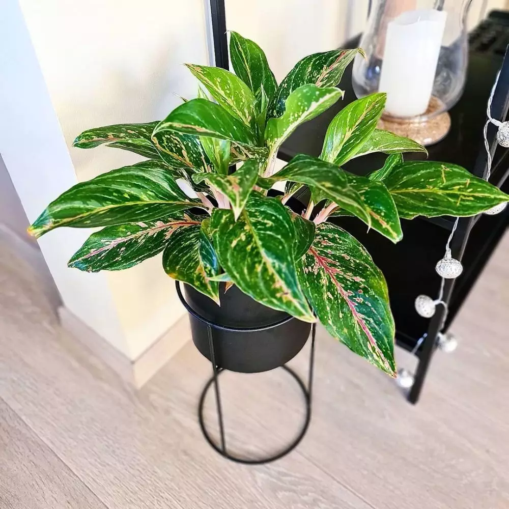 Media tanam aglonema © Istimewa Media tanam aglonema © Istimewa