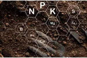 6 Media tanam aglonema, praktis dan bisa dipraktikkan pemula