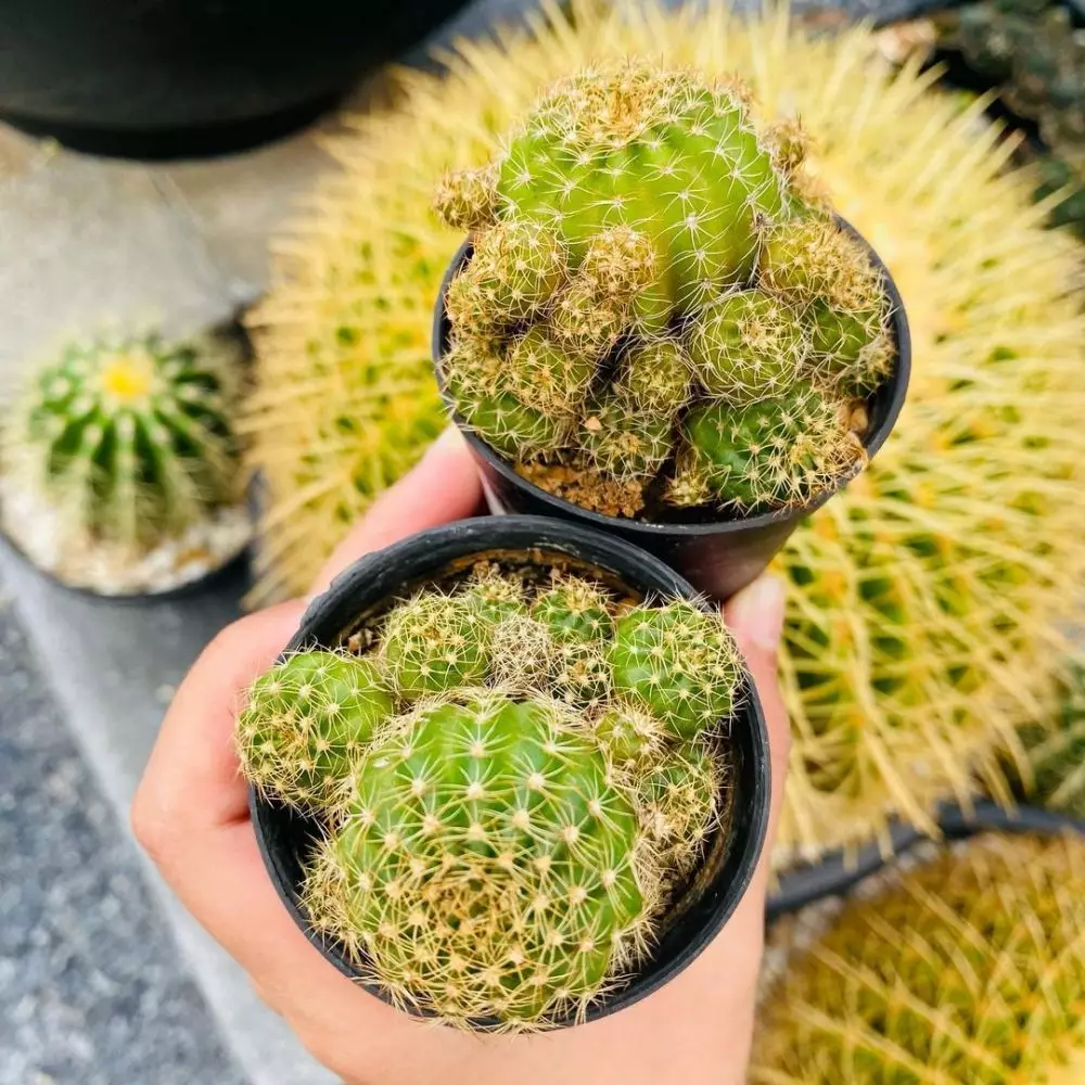 tanaman kaktus gantung ©Instagram tanaman kaktus gantung ©Instagram