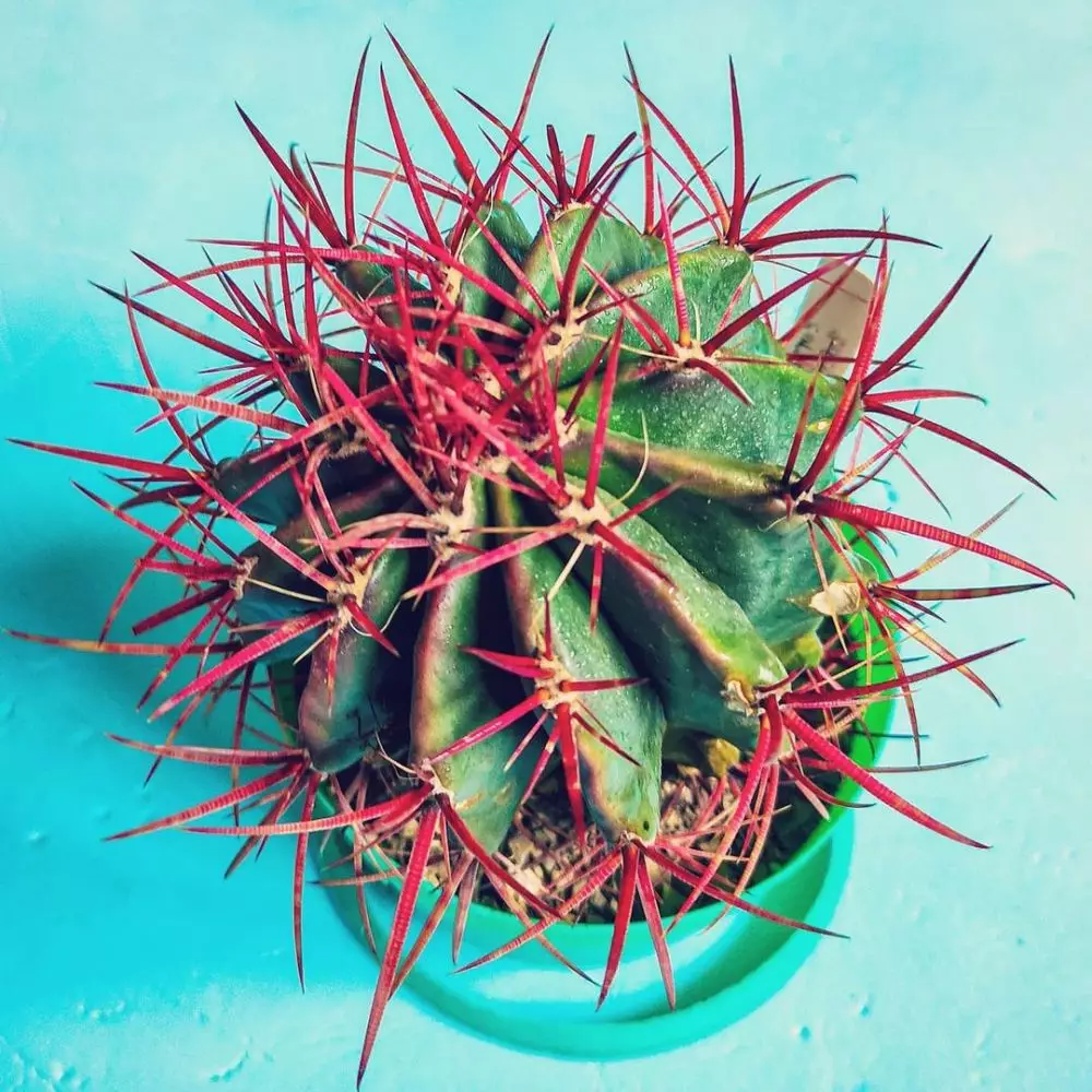 tanaman kaktus gantung ©Instagram tanaman kaktus gantung ©Instagram