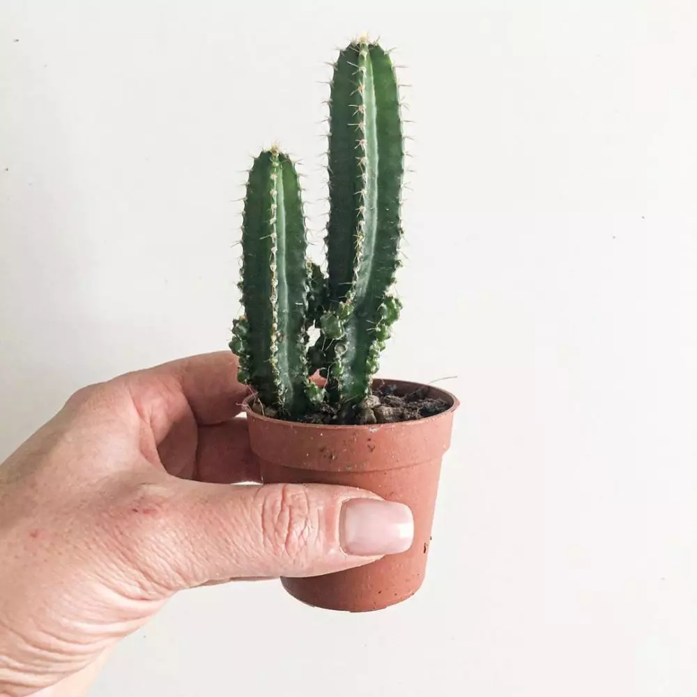 tanaman kaktus gantung ©Instagram tanaman kaktus gantung ©Instagram