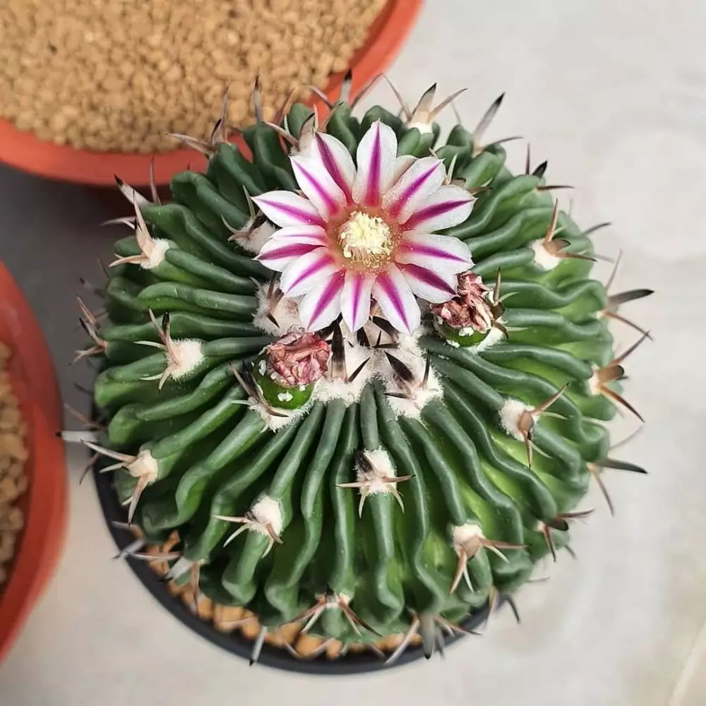 tanaman kaktus gantung ©Instagram tanaman kaktus gantung ©Instagram