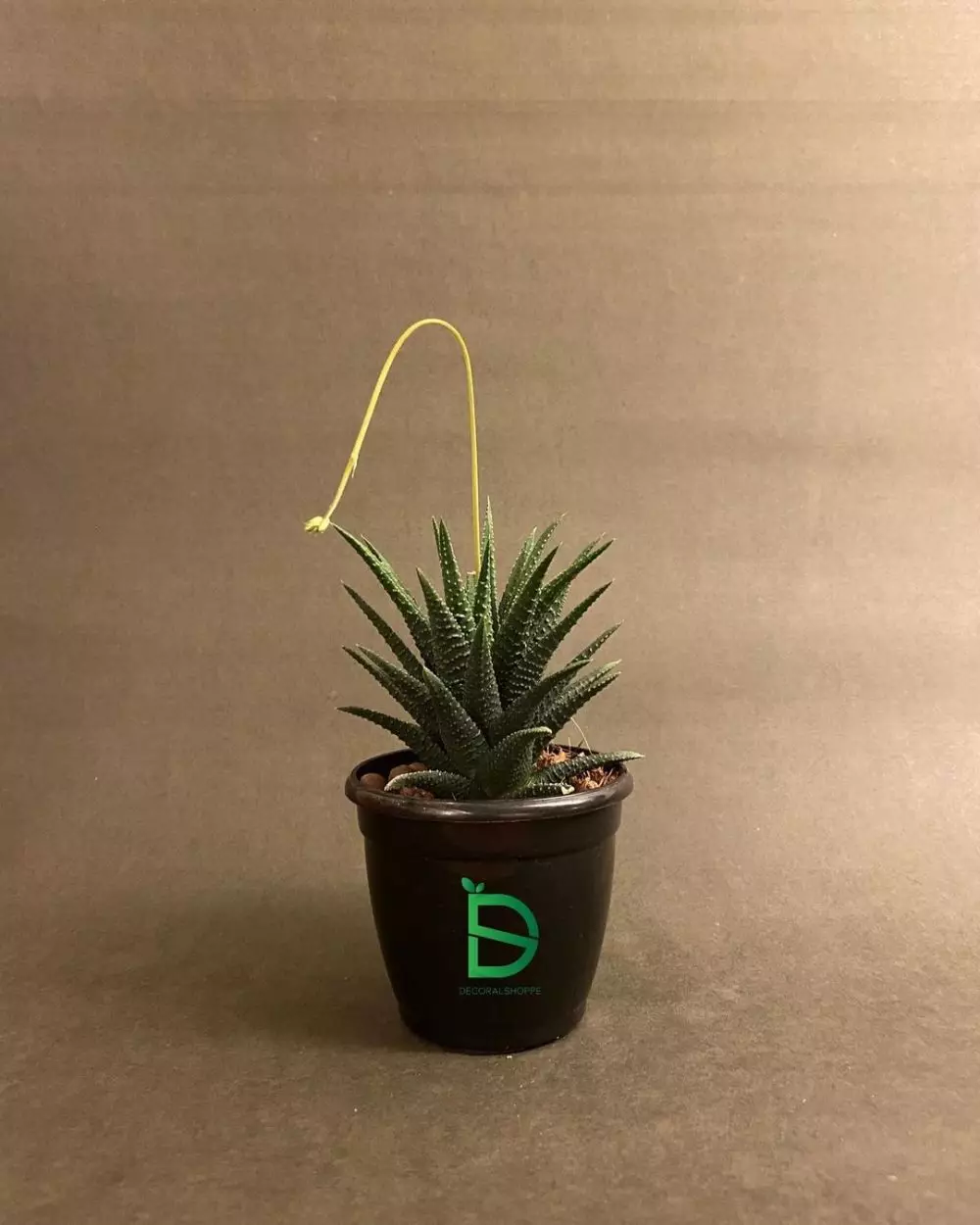 tanaman kaktus gantung ©Instagram tanaman kaktus gantung ©Instagram