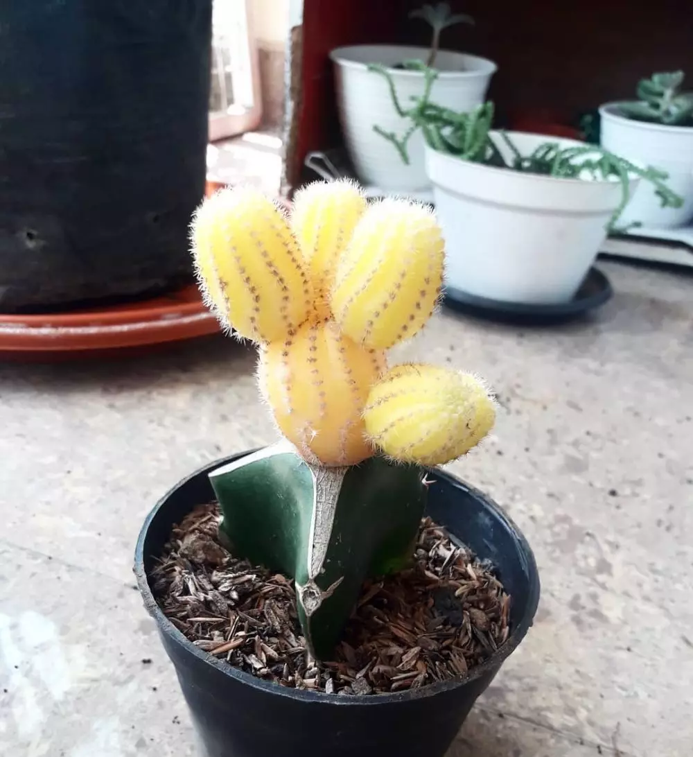 tanaman kaktus gantung ©Instagram tanaman kaktus gantung ©Instagram