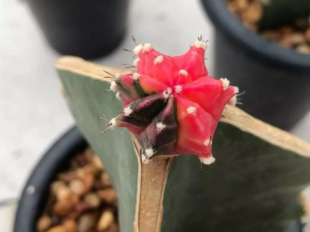 tanaman kaktus gantung ©Instagram tanaman kaktus gantung ©Instagram