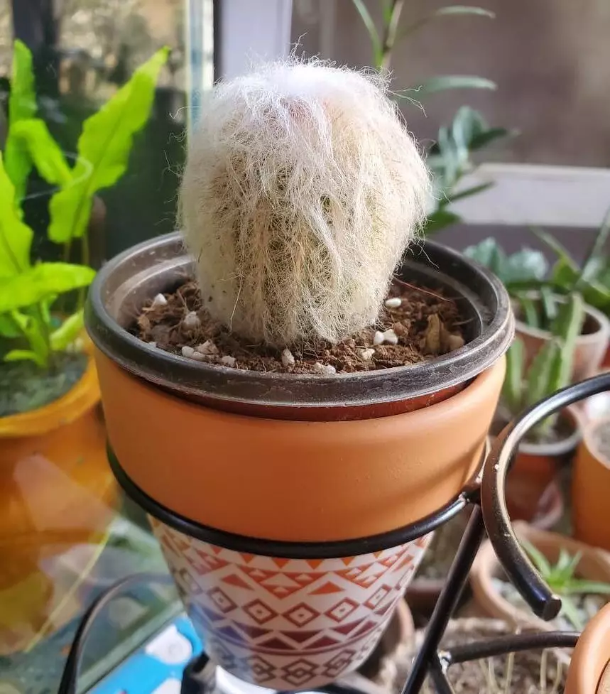 tanaman kaktus gantung ©Instagram tanaman kaktus gantung ©Instagram