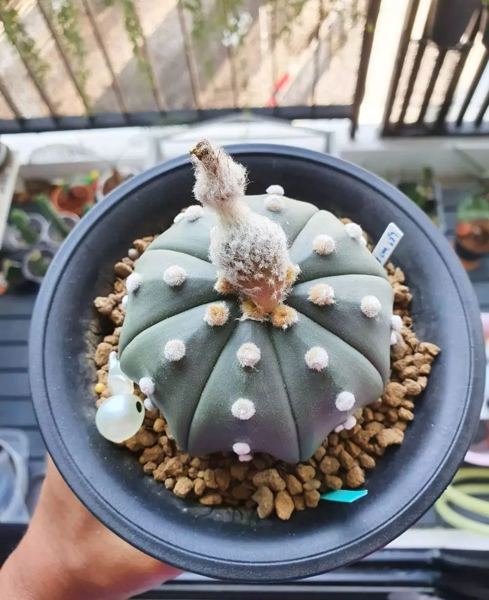 tanaman kaktus gantung ©Instagram tanaman kaktus gantung ©Instagram