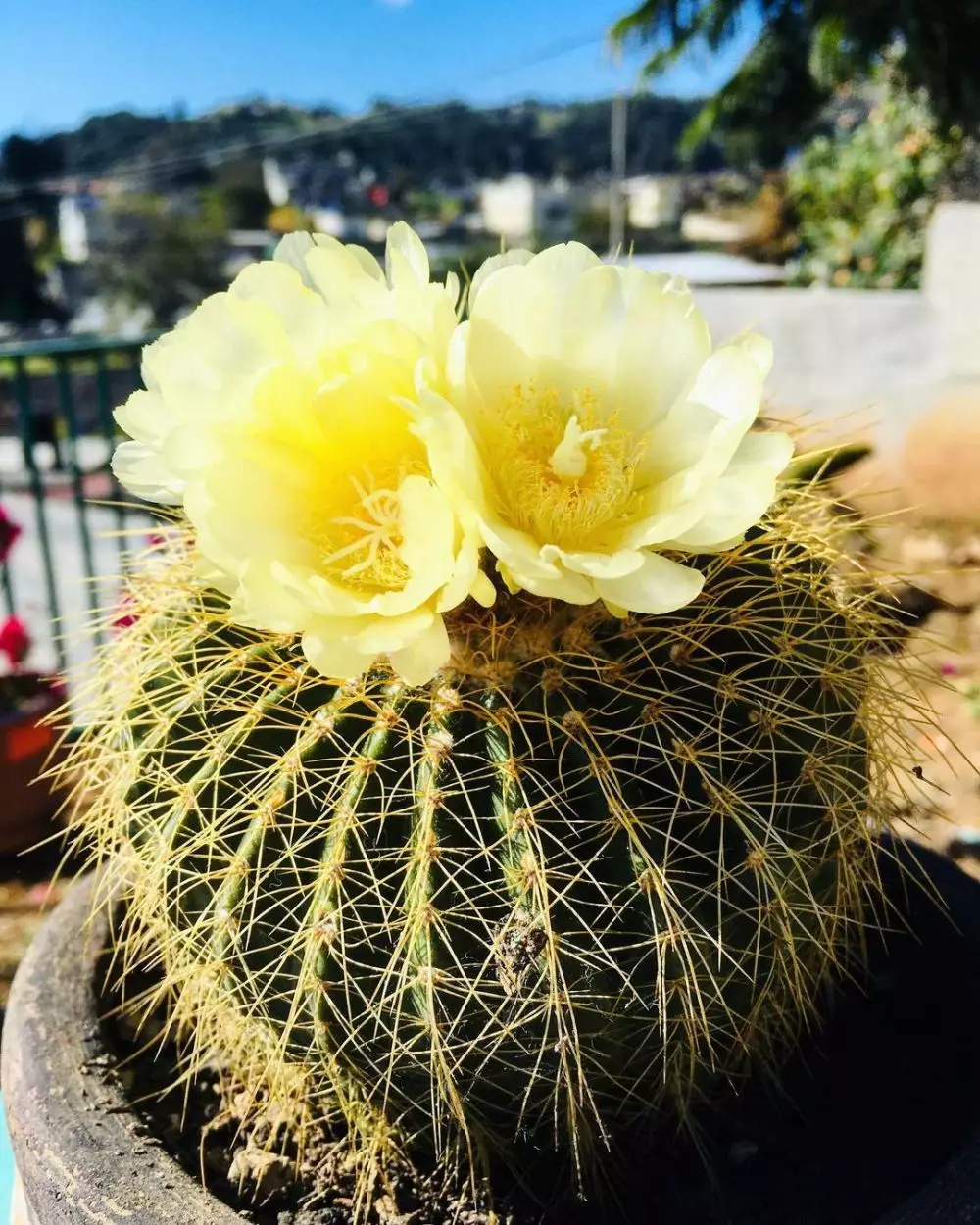 tanaman kaktus gantung ©Instagram tanaman kaktus gantung ©Instagram