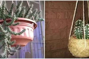 10 Tanaman hias gantung kaktus, populer dan mudah dirawat