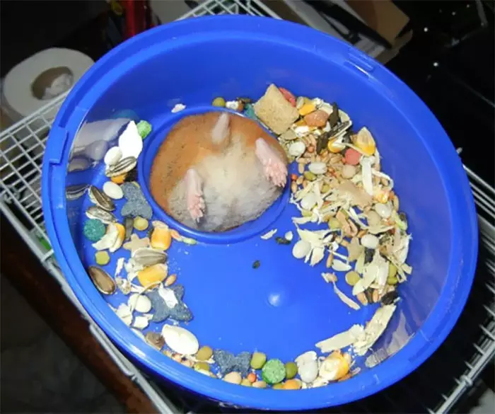 potret absurd hewan pas makan Berbagai sumber potret absurd hewan pas makan Berbagai sumber