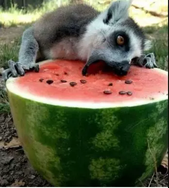 potret absurd hewan pas makan Berbagai sumber potret absurd hewan pas makan Berbagai sumber