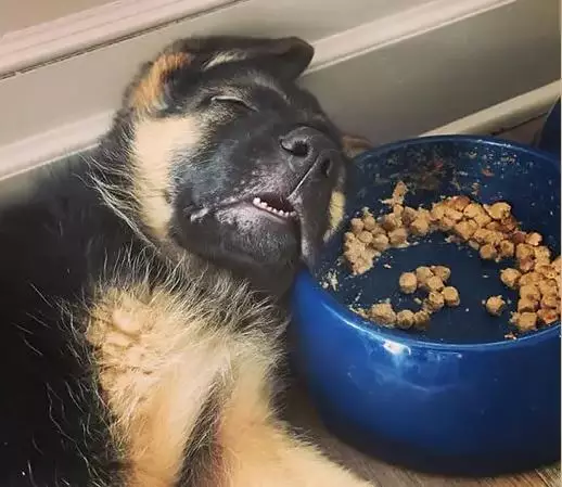 potret absurd hewan pas makan Berbagai sumber potret absurd hewan pas makan Berbagai sumber