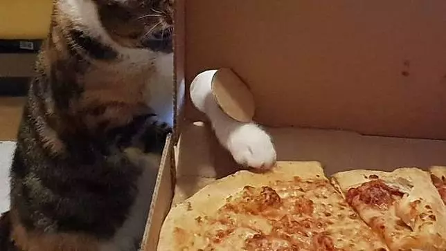 potret absurd hewan pas makan Berbagai sumber potret absurd hewan pas makan Berbagai sumber