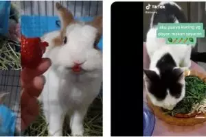 10 Potret absurd hewan saat makan ini bikin kerutin dahi