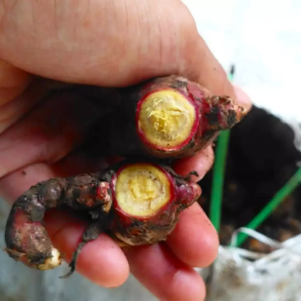 Cara menanam hidroponik jahe merah Instagram