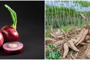 6 Tanaman obat jenis umbi-umbian beserta nutrisi dan manfaatnya