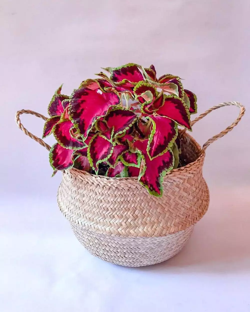 tanaman hias gantung daun ungu ©Instagram tanaman hias gantung daun ungu ©Instagram