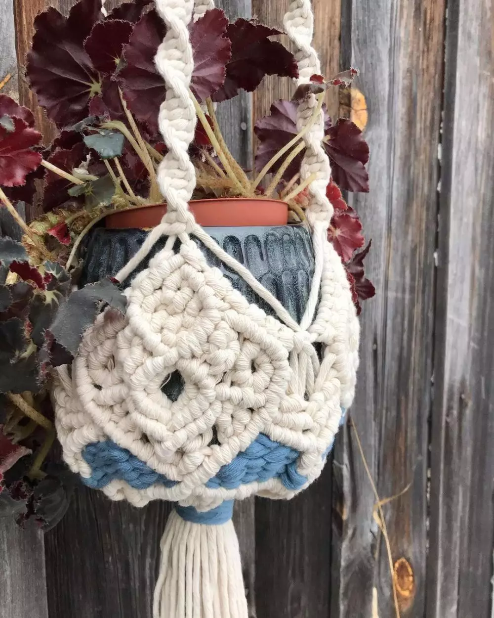 tanaman hias gantung daun ungu ©Instagram tanaman hias gantung daun ungu ©Instagram