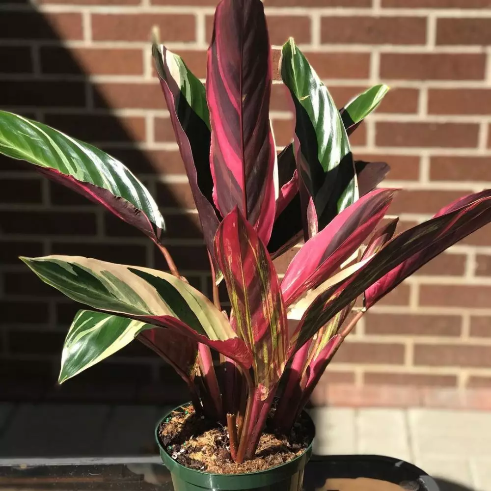 tanaman hias gantung daun ungu ©Instagram tanaman hias gantung daun ungu ©Instagram