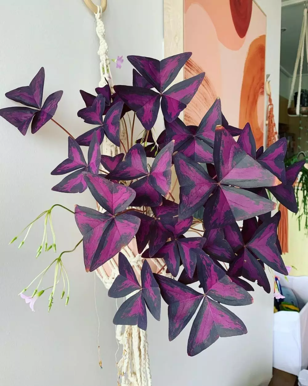 tanaman hias gantung daun ungu ©Instagram tanaman hias gantung daun ungu ©Instagram