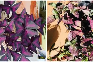 10 Tanaman hias gantung daun ungu, cocok buat indoor dan outdoor