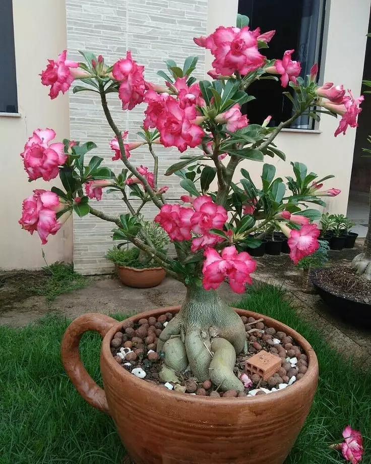 tanaman hias daun dan bunga © Instagram