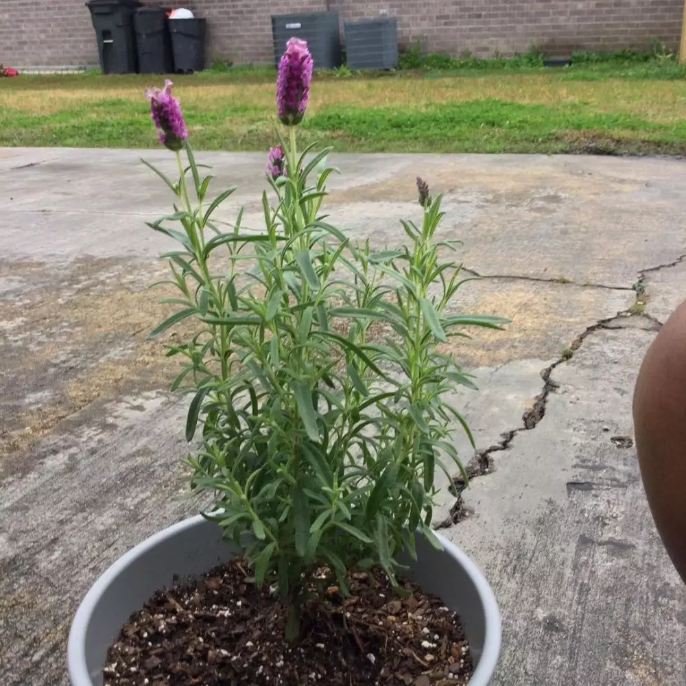 tanaman hias daun dan bunga © Instagram