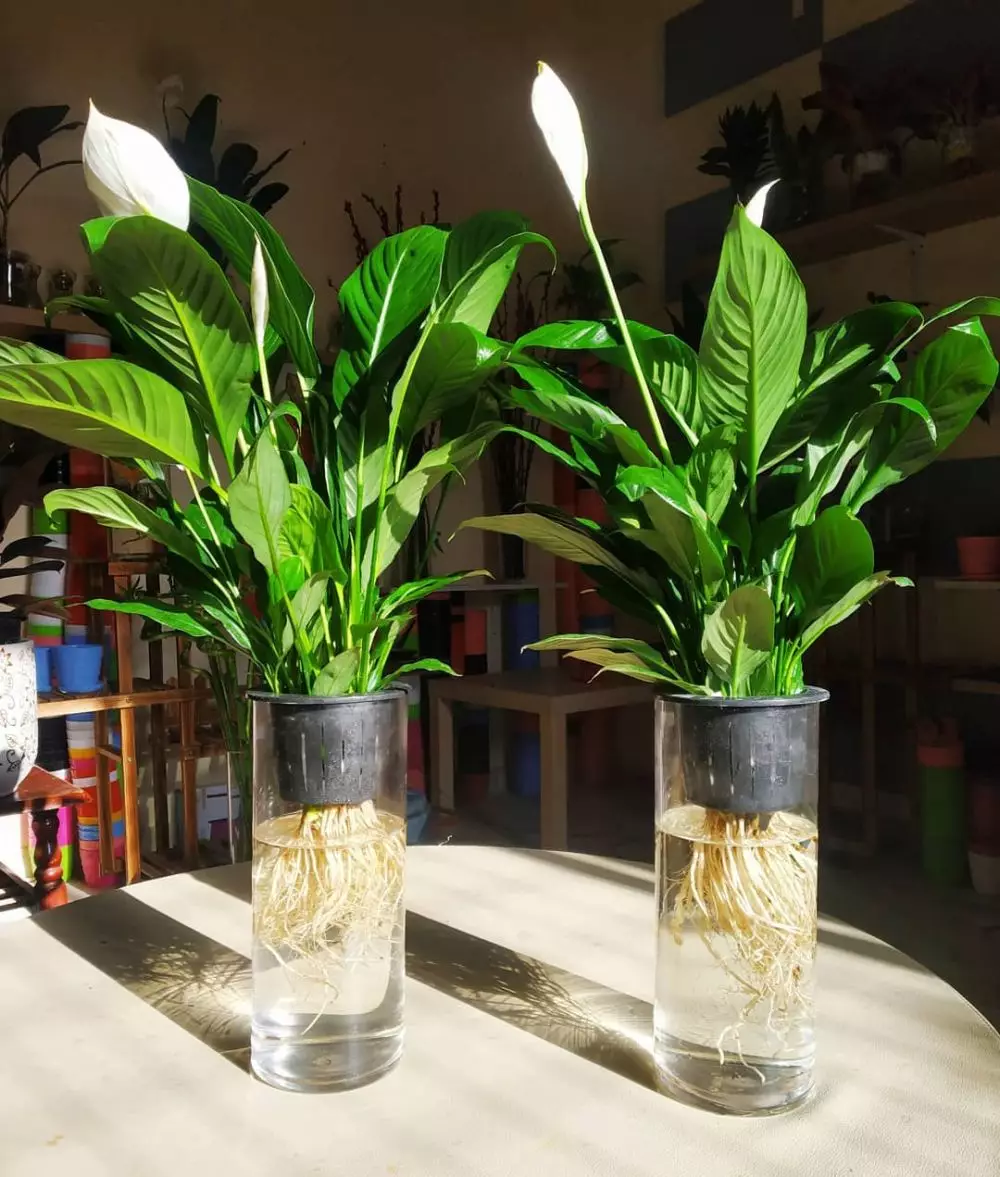 tanaman hias daun dan bunga © Instagram