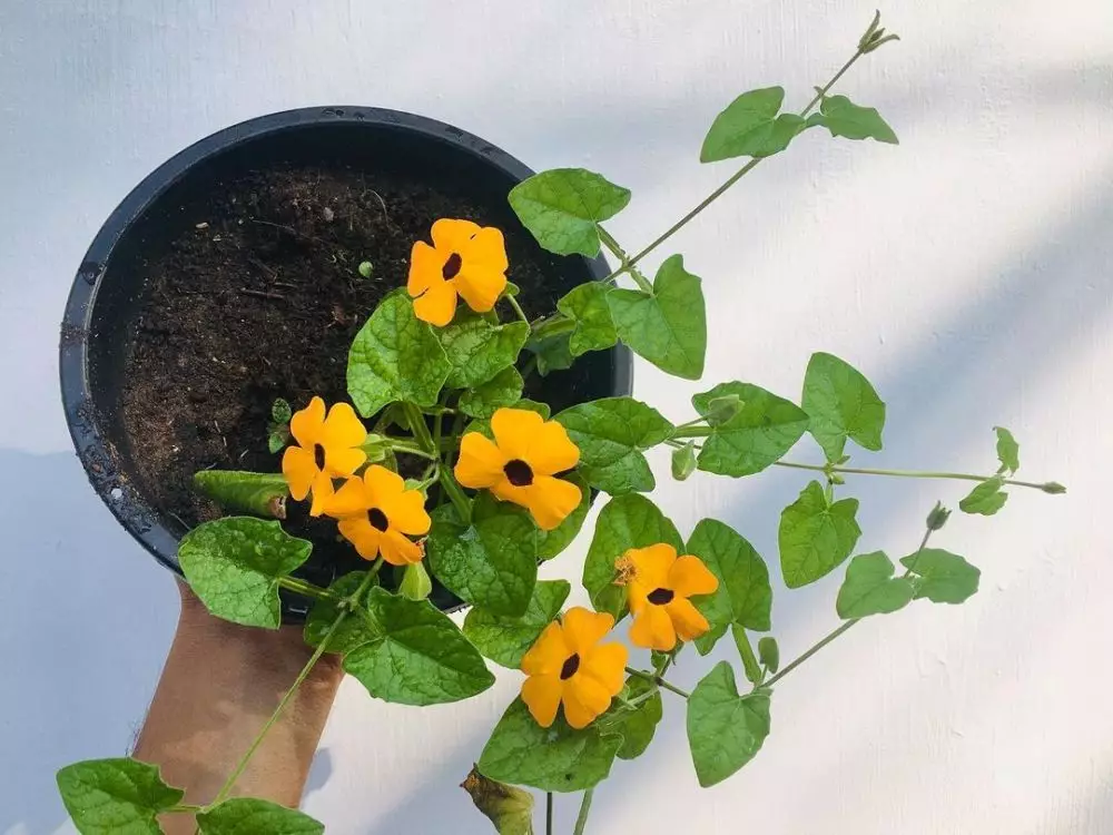 tanaman hias daun dan bunga © Instagram