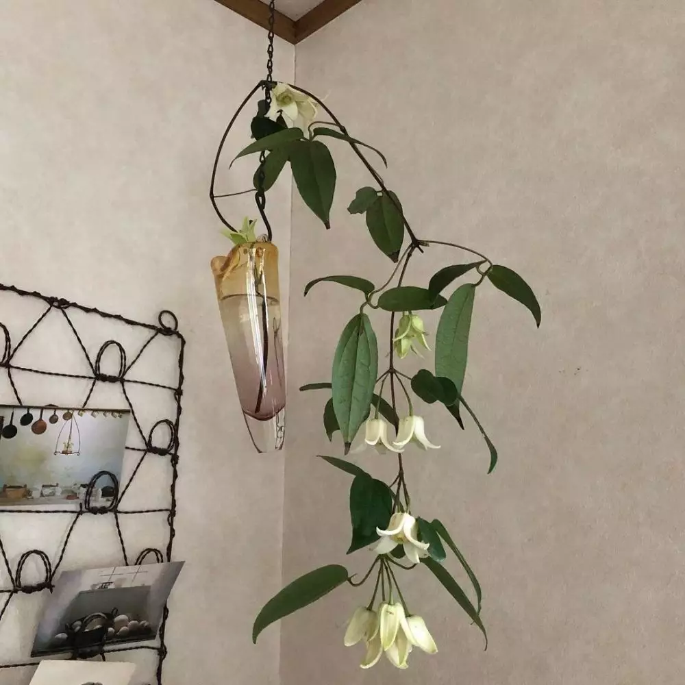 tanaman hias daun dan bunga © Instagram