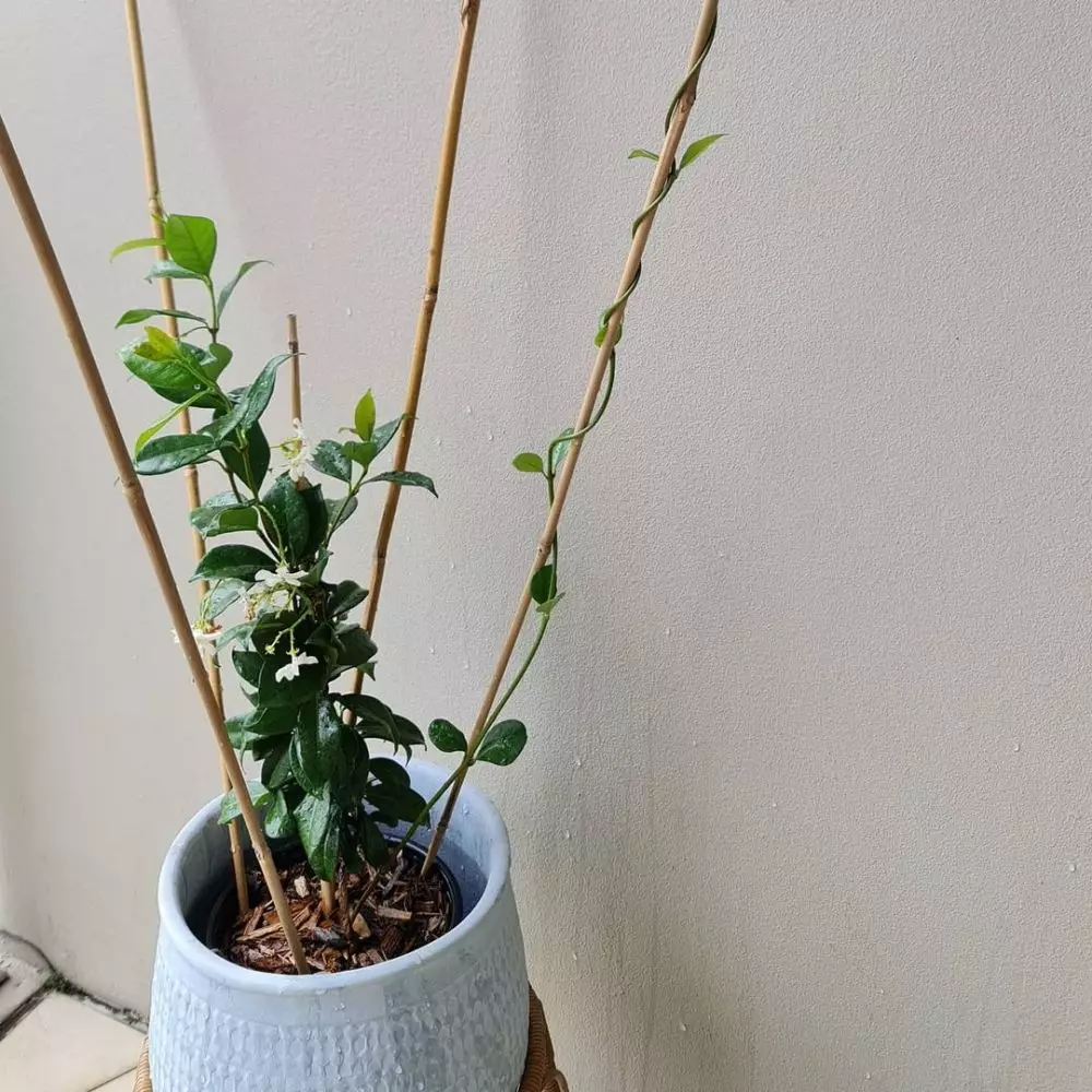 tanaman hias daun dan bunga © Instagram