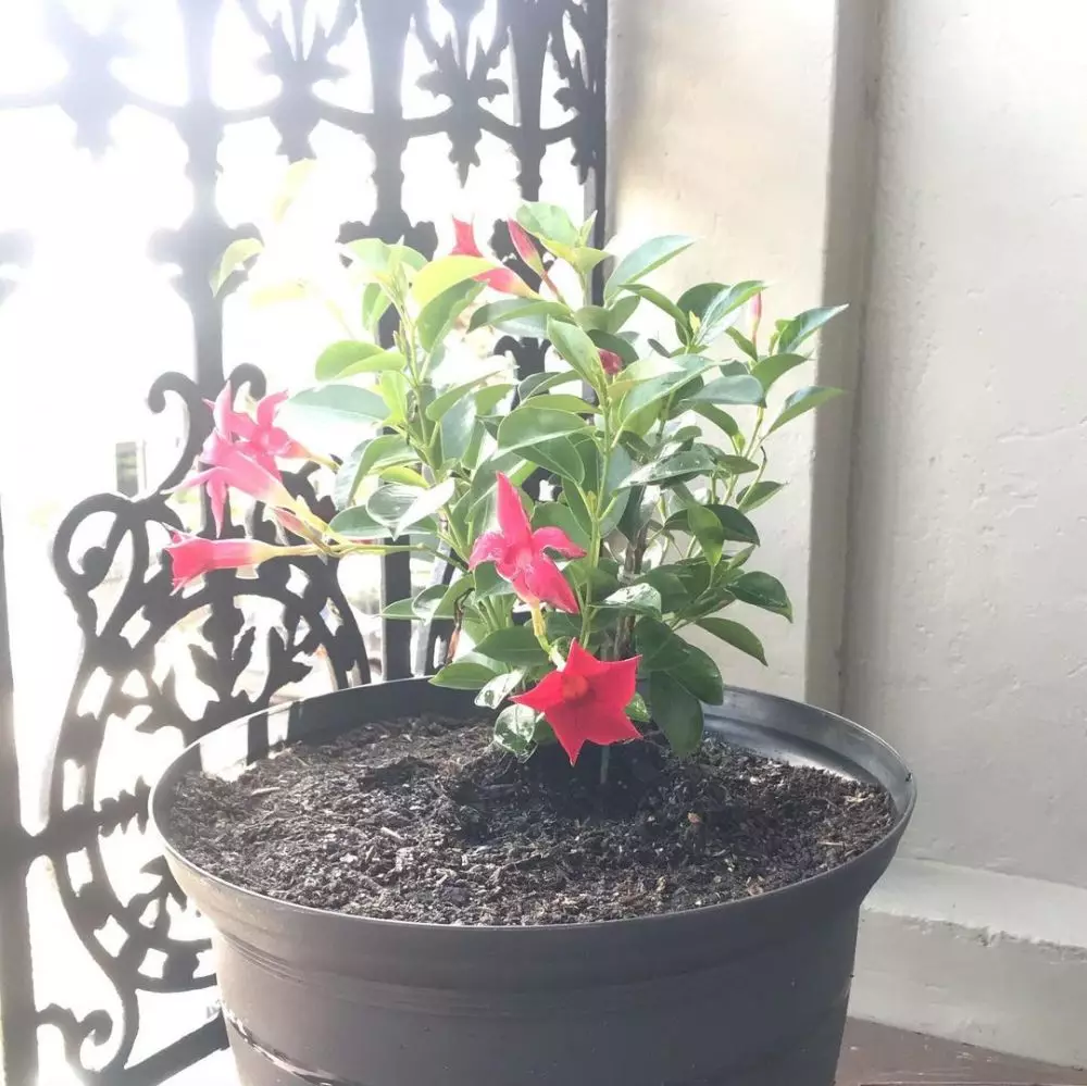 tanaman hias daun dan bunga © Instagram