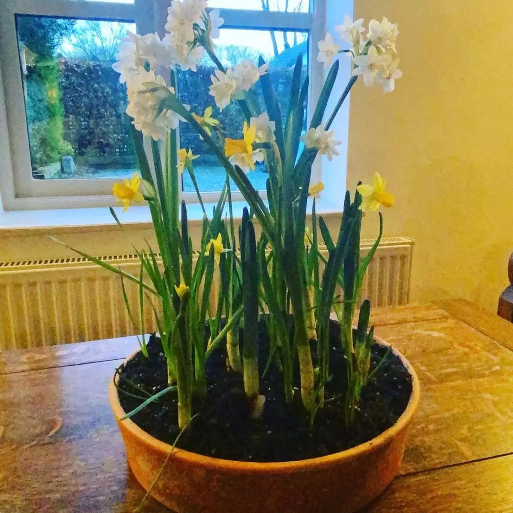 tanaman hias daun dan bunga © Instagram