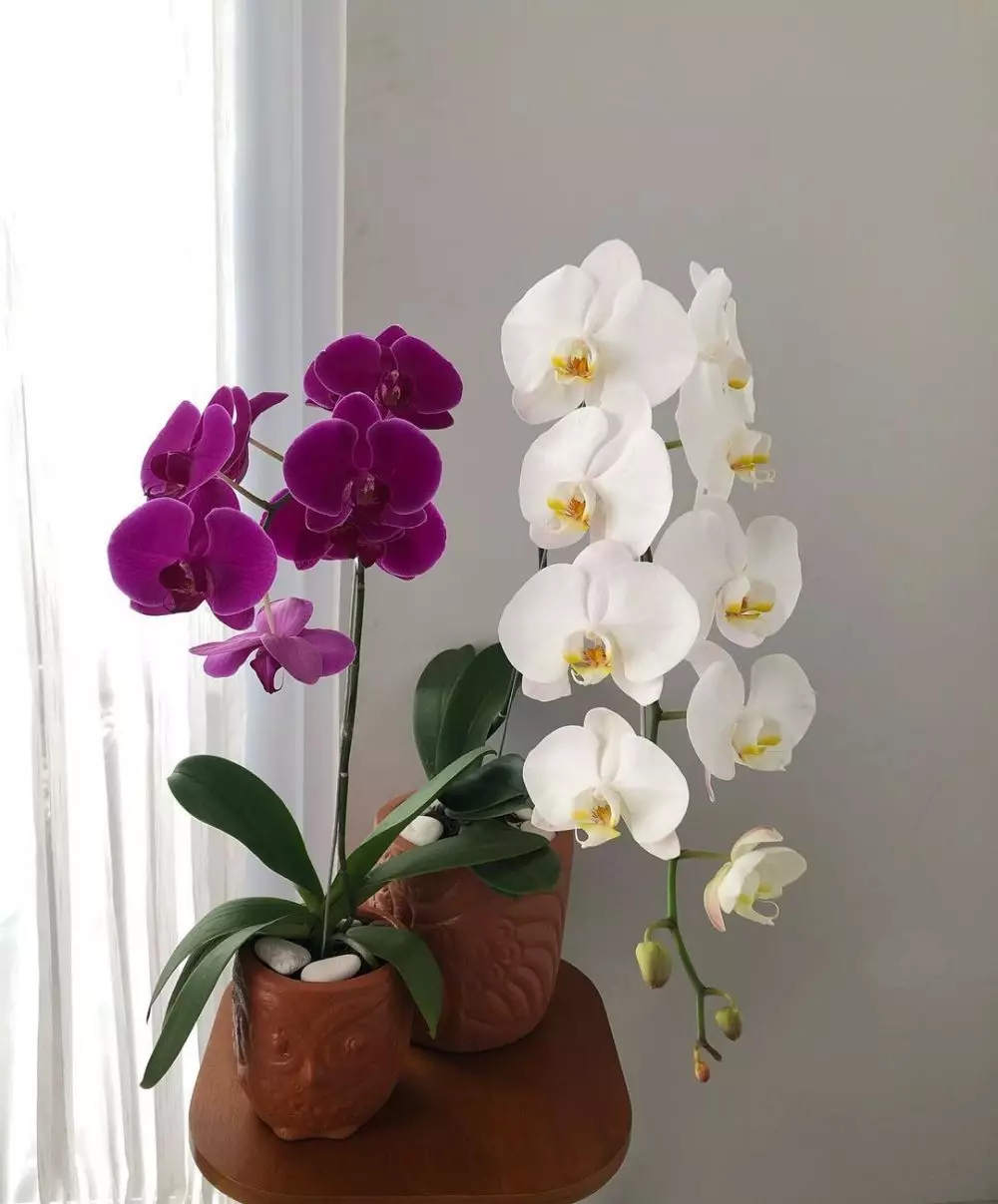 tanaman hias daun dan bunga © Instagram